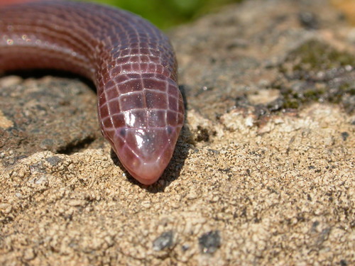 Blanus oxyurus