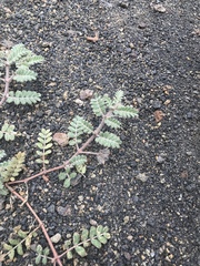 Tribulus cistoides