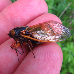 Magicicada cassinii