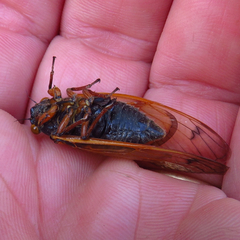 Magicicada cassinii