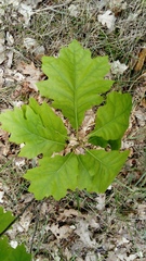 Quercus rubra