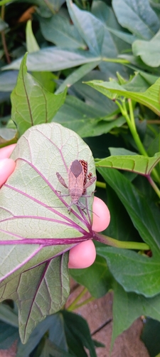 Sweet potato bug photo 5
