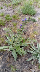 Echium vulgare