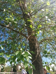 Populus × acuminata