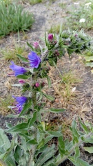 Echium vulgare