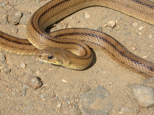 Photo of a Ladder Snake (Zamenis scalaris)