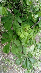 Aesculus hippocastanum