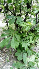 Aesculus hippocastanum