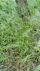 Bromus sterilis