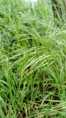 Bromus sterilis