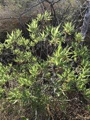 Scalesia villosa