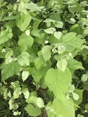 Angiospermae