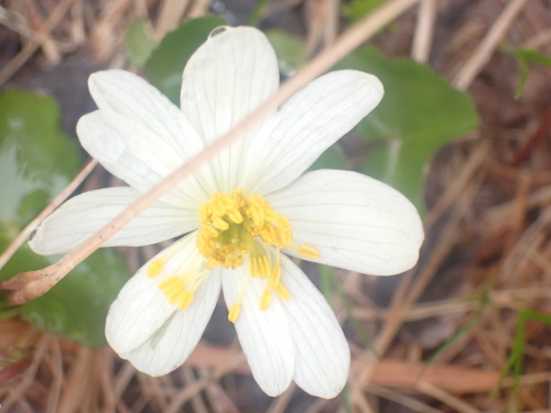 Caltha biflora (Caltha biflora)