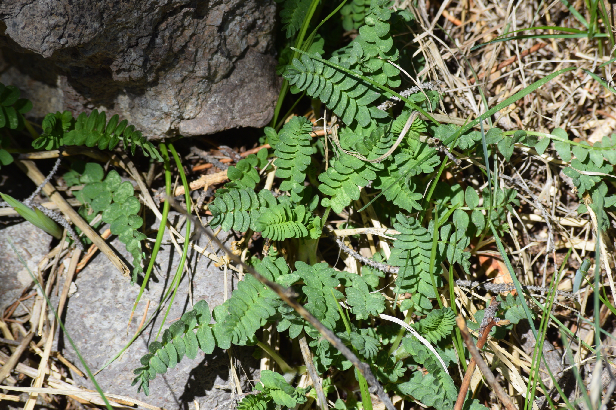 Polemonium apachianum