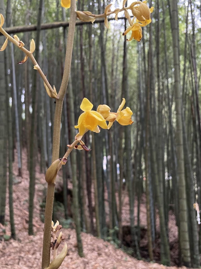 Galeola falconeri from 臺灣島, 竹山鎮, NAN, TW on June 1, 2024 at 03:46 PM by ...