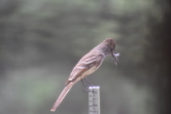 Myiarchus cinerascens