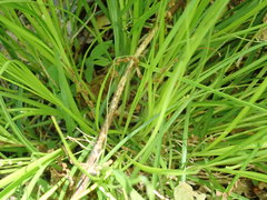 Carex brunnescens