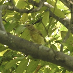 Emberiza