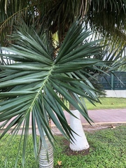 Pseudophoenix sargentii