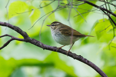 Pale-Legged Leaf Warbler photo 2