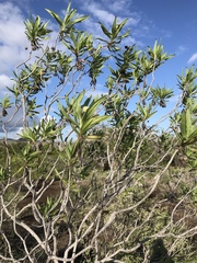 Scalesia villosa