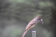 Myiarchus cinerascens