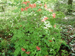 Rhododendron calendulaceum