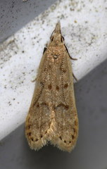 Dichomeris punctidiscellus