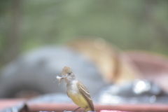 Myiarchus cinerascens