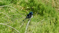 Malurus cyaneus ashbyi