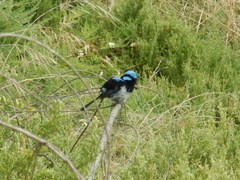 Malurus cyaneus ashbyi