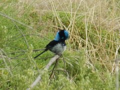 Malurus cyaneus ashbyi