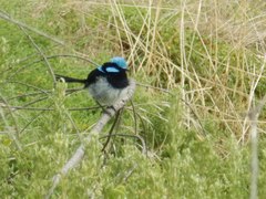Malurus cyaneus ashbyi