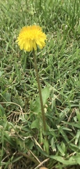 Asteraceae