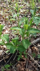 Triosteum aurantiacum