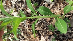 Triosteum aurantiacum