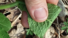 Triosteum aurantiacum