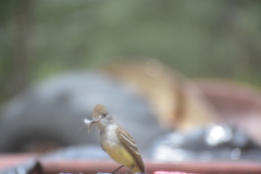 Myiarchus cinerascens