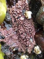Lithothamnion phymatodeum