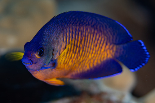 Coral beauty (Centropyge bispinosa) — Pomacanthidae — 3