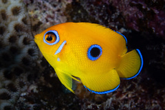 Lemonpeel Angelfish photo 2