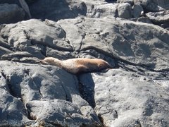 Arctocephalus