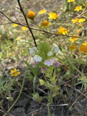 Castilleja rubicundula rubicundula