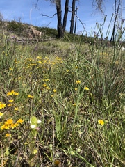 Castilleja rubicundula rubicundula