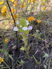 Castilleja rubicundula rubicundula