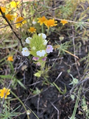 Castilleja rubicundula rubicundula