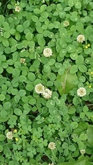 Trifolium repens