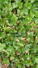 Hedera helix