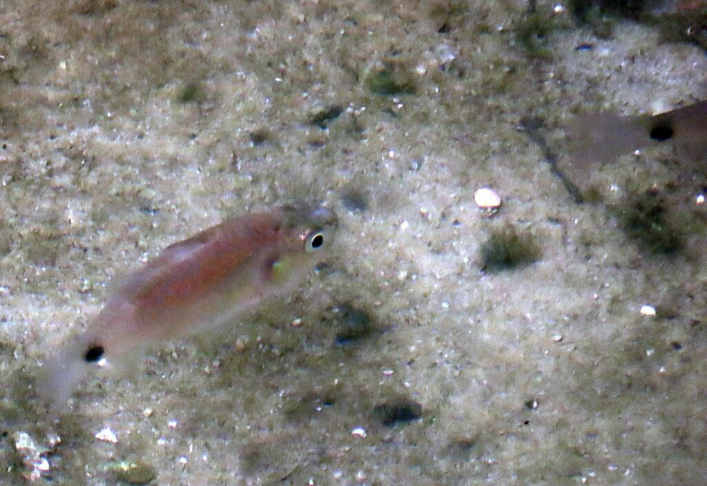 Hump-backed Cardinal-fish