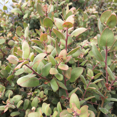 Arctostaphylos morroensis